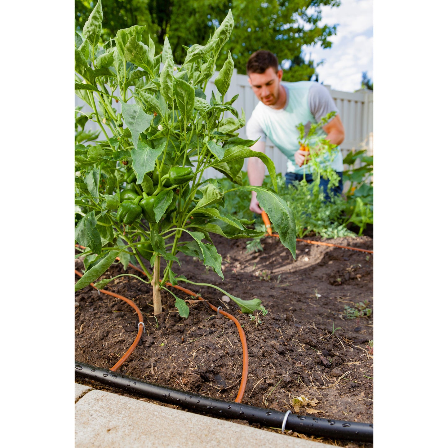 1/2-in. x 50-ft. Drip Blank Distribution Tubing | 67345